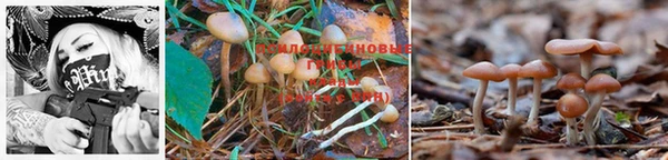 PSILOCYBIN Киренск